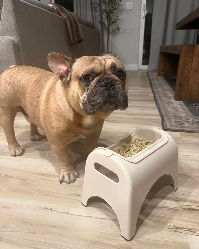 Instagram post by @sweetlifeofchapo for EASYEAT. Caption reads: I got a new food bowl & it’s pretty cool. Mom....