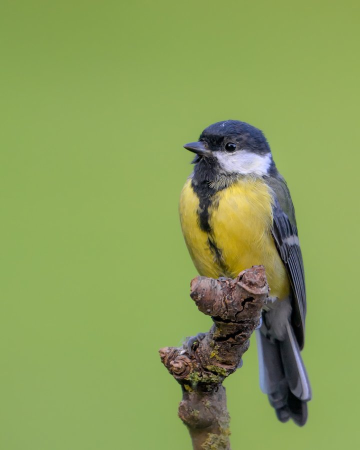 Instagram post by @miwographie for Nikon DACH. Caption reads: Do you like the small birds? I have a favor for....