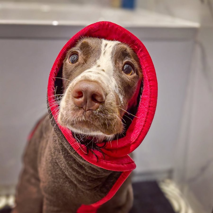 Instagram post by @ernieandco_ for Ruff and Tumble. Caption reads: [...] nice and cosy in her limited edition....