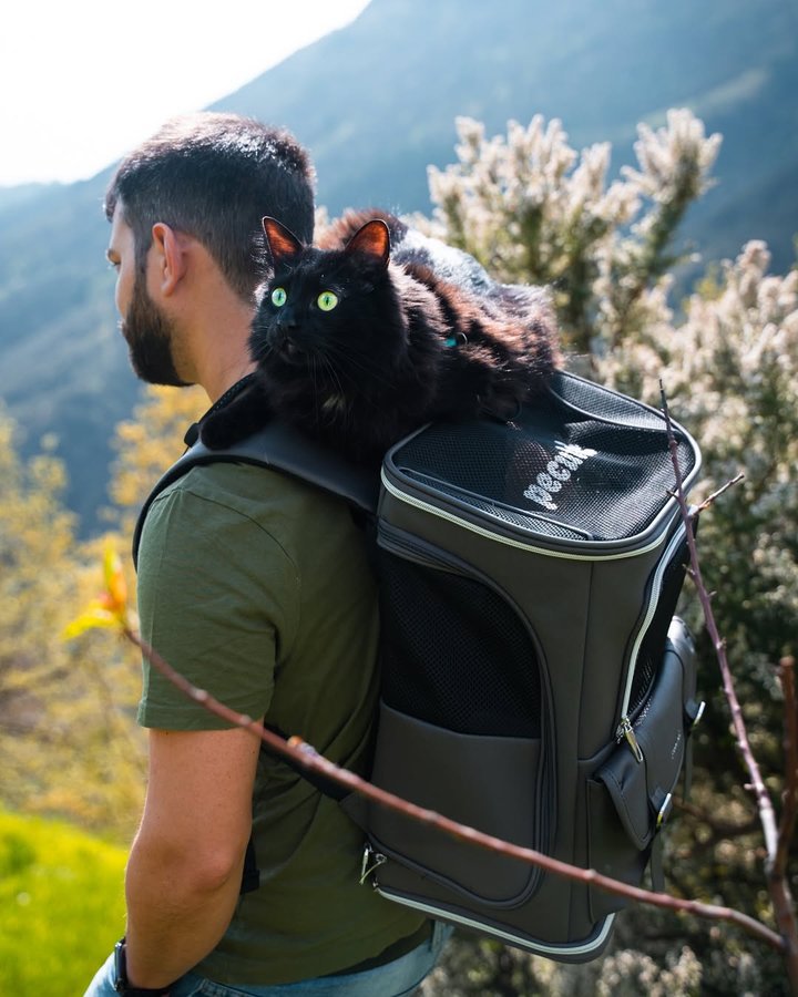 Instagram post by @akuthekitten for Pecute. Caption reads: [...] day, a field to explore… and our new Pecute....