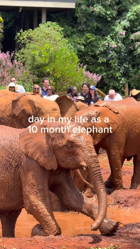 Instagram post by @berniemor for Contiki. Caption reads: Most influential elephant in Kenya on my @contiki....