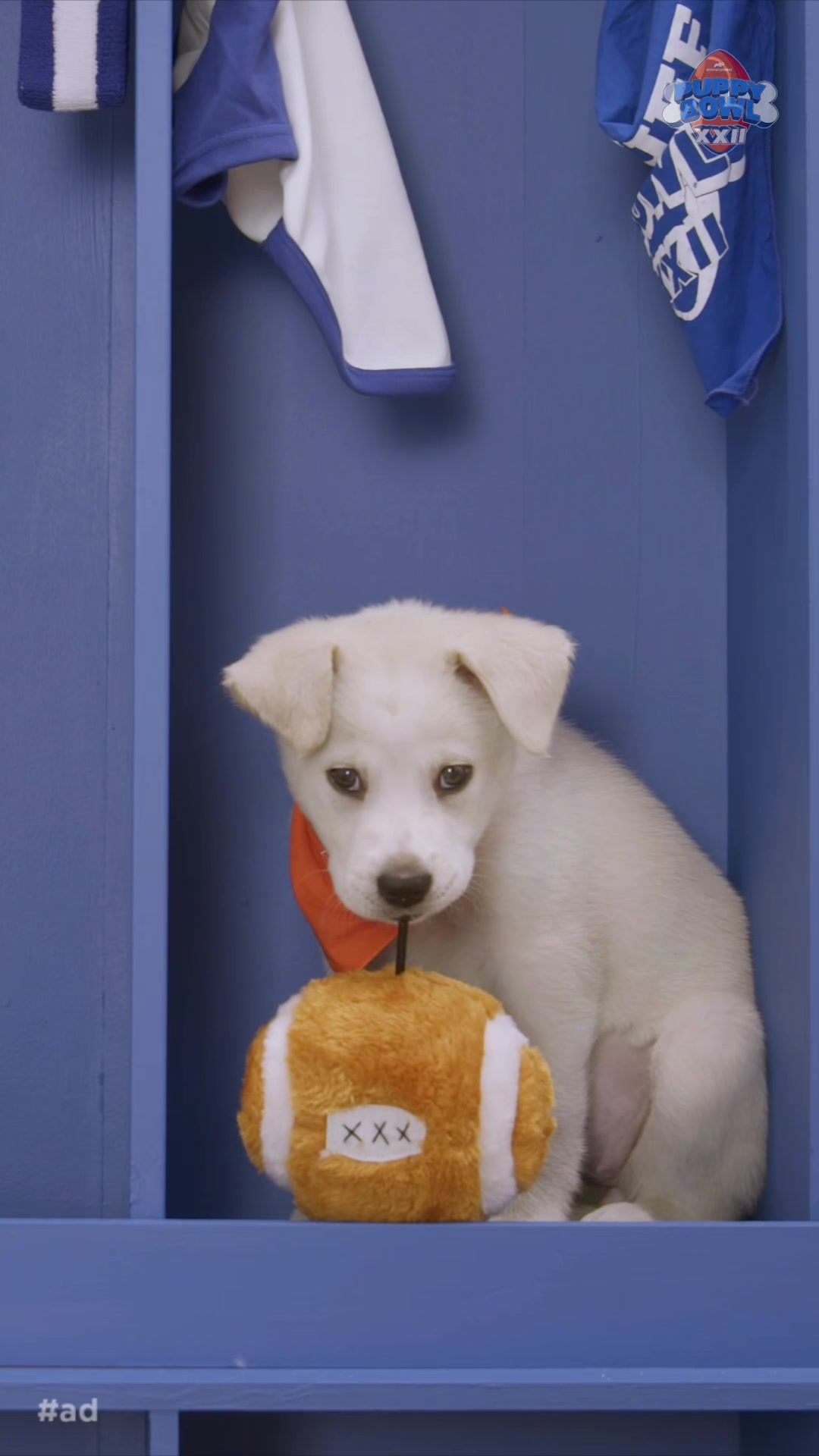 TikTok post by @animalplanet for Marriott Bonvoy. Caption reads: [...] on Animal Planet. Brought to you by....