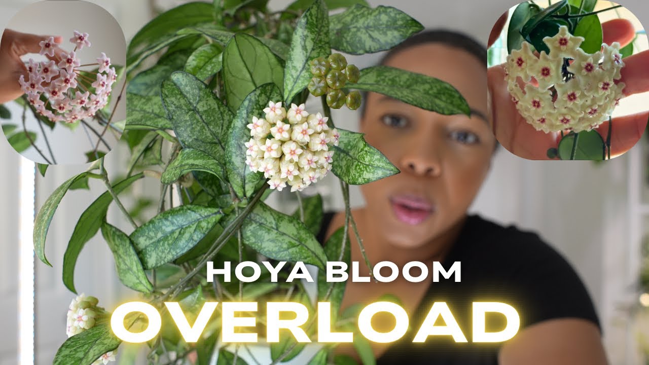 YouTube post by @luciansteph for Barrina. Caption reads: 🌺Hoya Pushing Peduncles Everywhere || Summer....