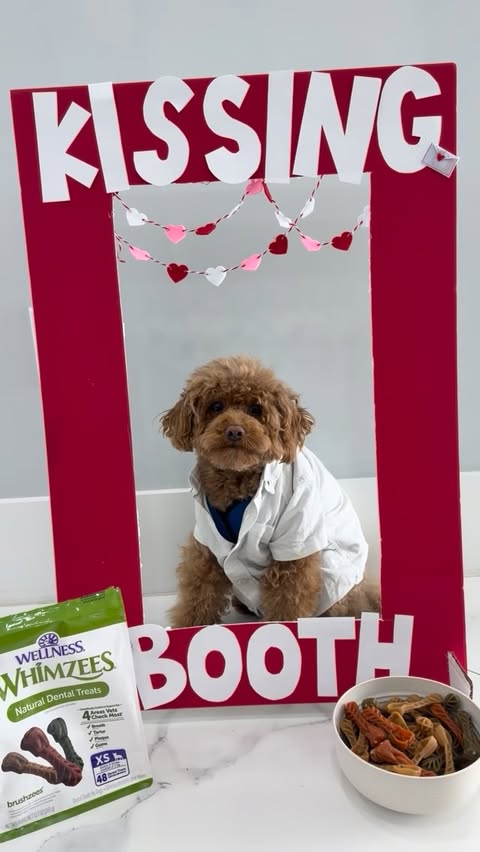 Instagram post by @winstontheminiaturedood for Wellness Pet Food. Caption reads: [...] Dental Health Month. You can find....