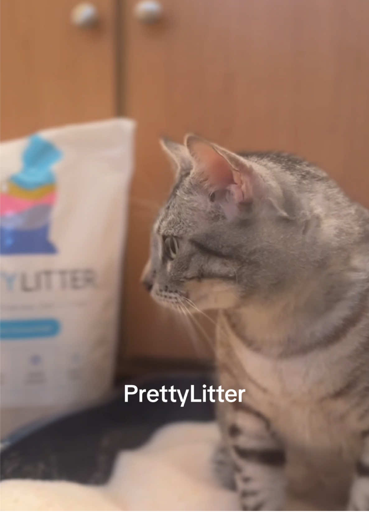 TikTok post by @babybruno_g for PrettyLitter. Caption reads: #Ad Thanks to @PrettyLitter Inc, it’s giving....