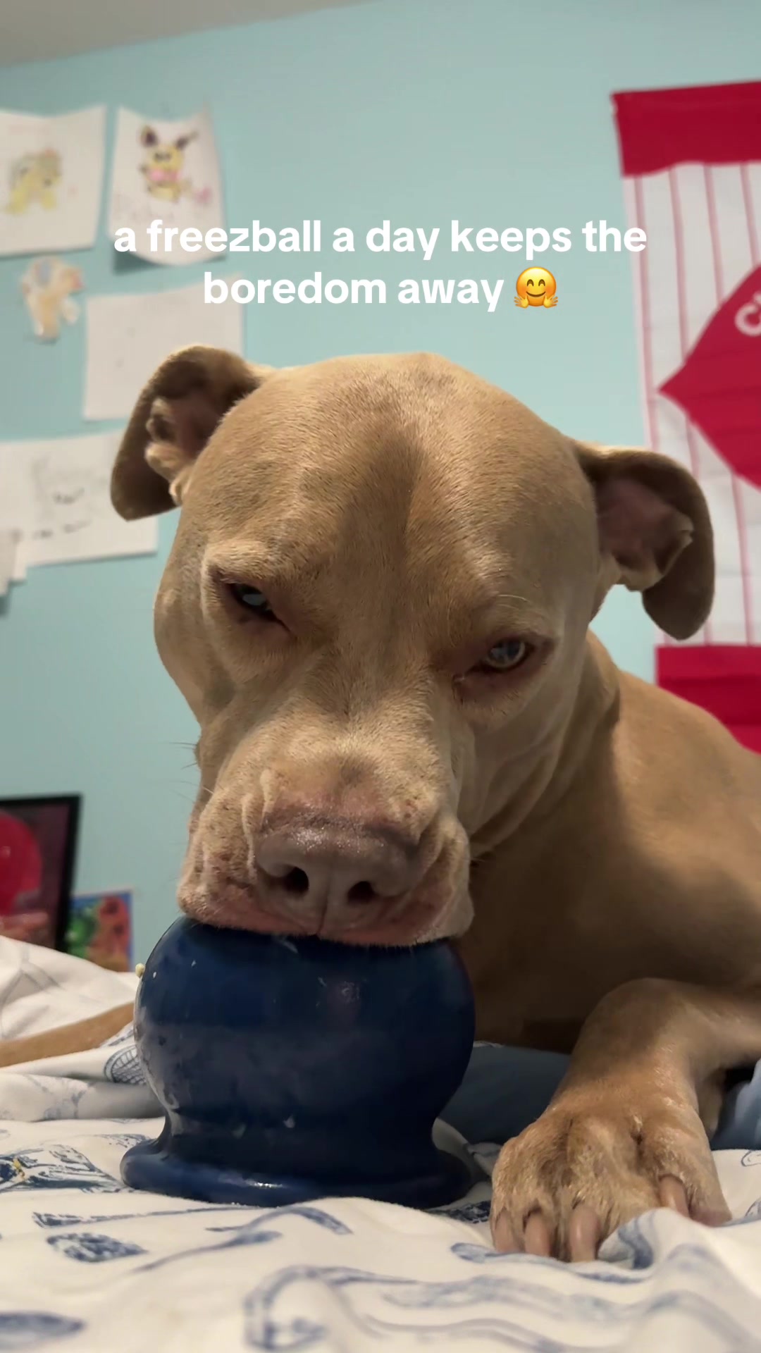 TikTok post by @alitefitness1 for Freezbone. Caption reads: [...] thing 🥹 #freezball #dog #dogtoy @Freezbone.