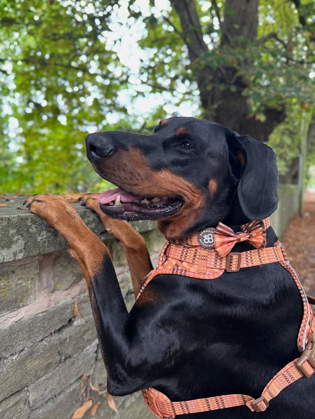 Instagram post by @roscoe_thedobermann for Pawsome Paws Boutique. Caption reads: Hello Orange Season!🧡🍂 Did you sign up for ealry....