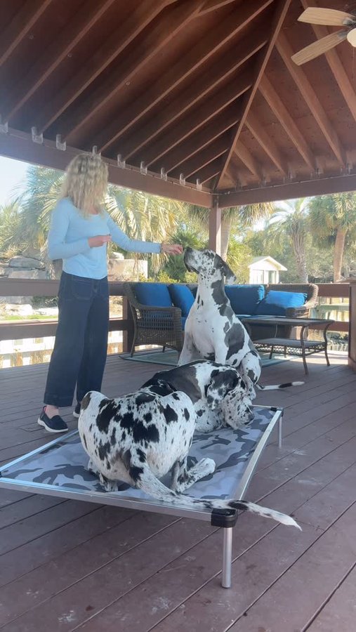 Instagram post by @euro_dane_bros for K9 Ballistics. Caption reads: [...] I always use the XXL elevated @k9ballistics....