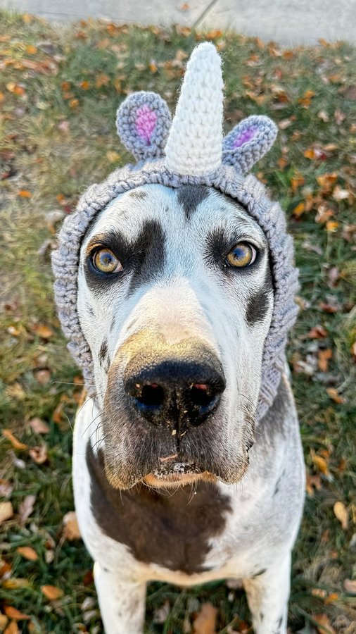 Instagram post by @danesandthings for ZIWI Pet Food. Caption reads: I took my baby rhino trick or treating tonight....