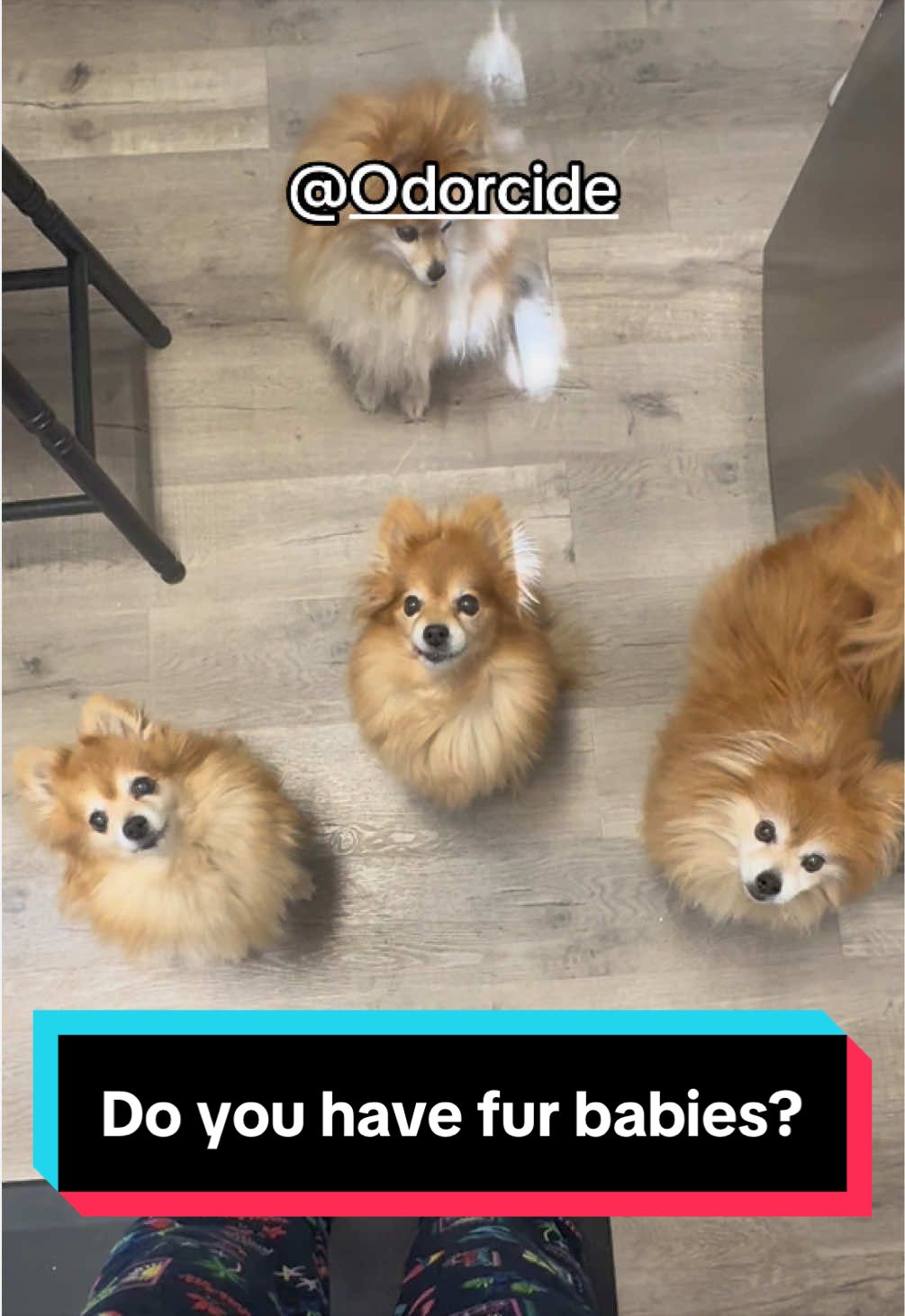 TikTok post by @in_our_scentcloset for Odorcide. Caption reads: K.O.E Kennel Odor Eliminator by @Odorcide is the....