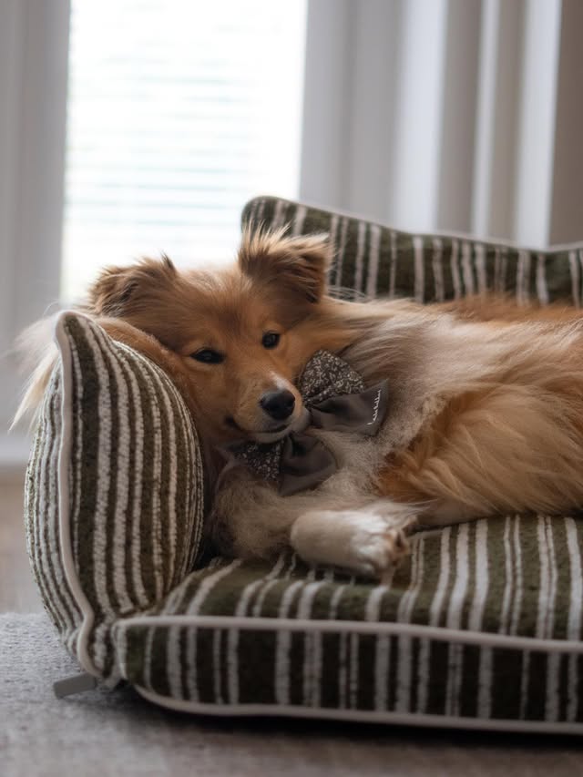 Instagram post by @thewelshsheltie for FunnyFuzzy. Caption reads: [...] our favourite brands 🫶🏻 Featuring....
