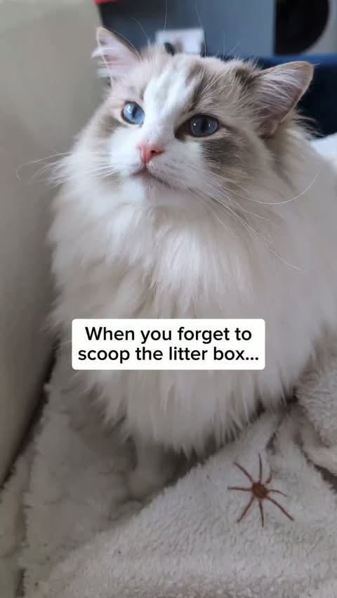 Instagram post by @theflooftales for Litter-Robot by Whisker. Caption reads: Bella is meowtraged! 😾 *ad But don't worry....