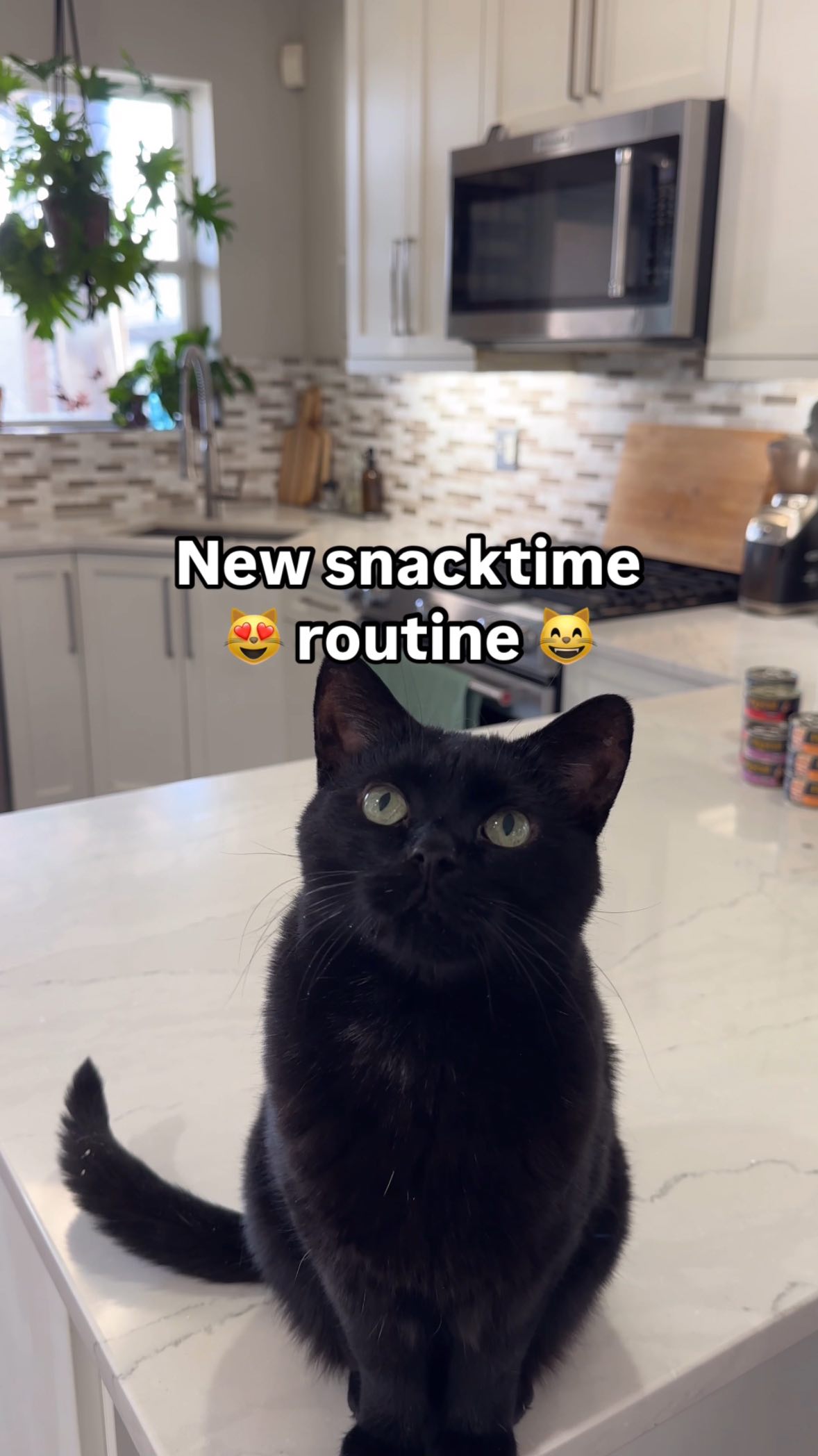 Instagram post by @chicagoblackcat for The Dog Agency. Caption reads: Upgrade your cat’s snack time routine with....