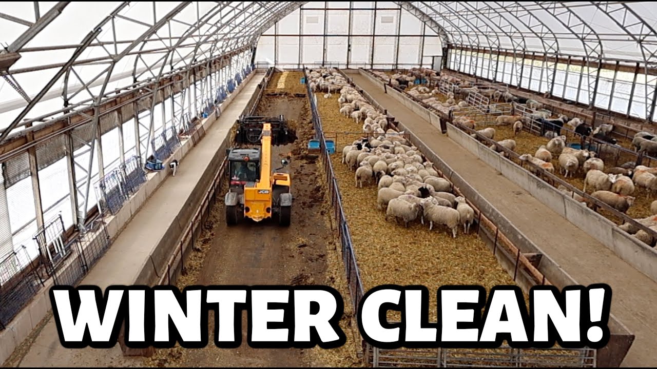 YouTube post by @SandiBrock for Flodesk. Caption reads: Let's CLEAN the SHEEP BARN!! (...two weeks 'til....