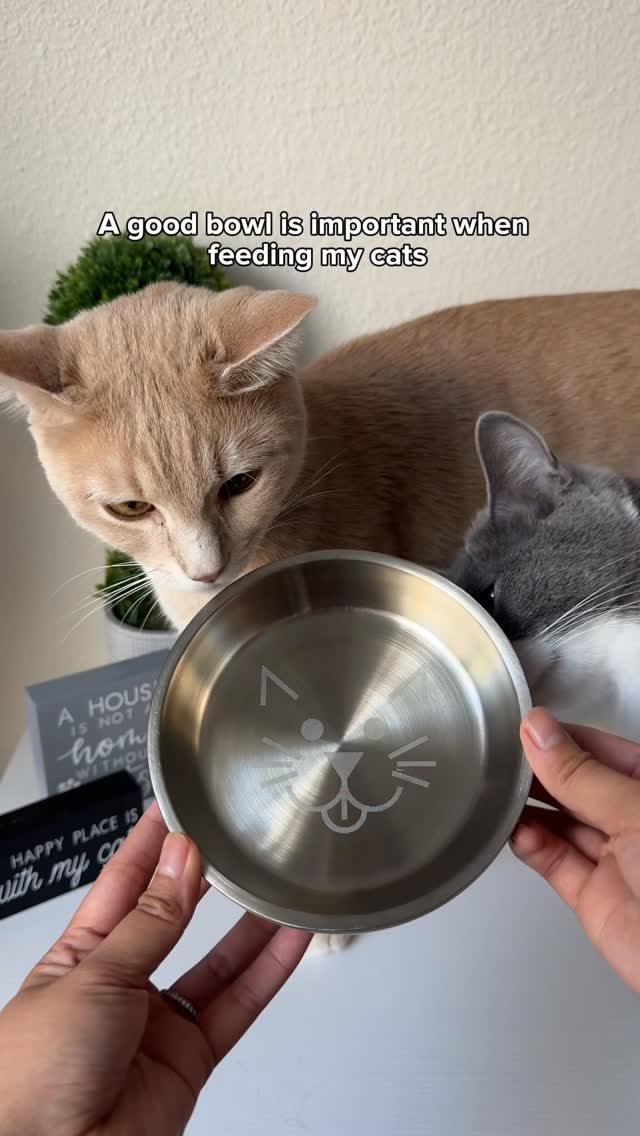 Instagram post by an influencer for Van Ness Pet Products. Caption reads: 🐈‍⬛Stormy’s tip of the day!😽 Did you know cats....