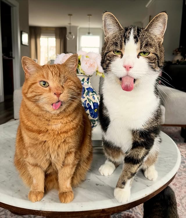 Instagram post by @king.dorito_ for Cats of Instagram. Caption reads: [...] #oneeyedcat #oneeyedcatsofinstagram....