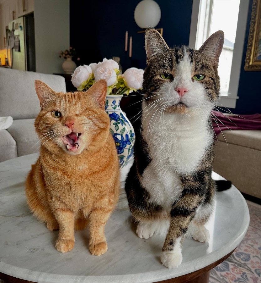 Instagram post by @king.dorito_ for Cats of Instagram. Caption reads: [...] #oneeyedcat #oneeyedcatsofinstagram....