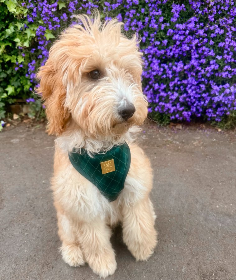 Instagram post by @kiri.siobaun for Paw Couture. Caption reads: [...] 🐶 Bonnie’s harness is from @wearepawcouture....