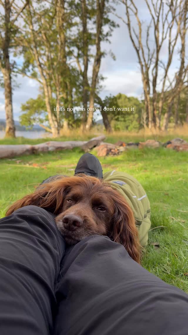 Instagram post by @theedinburghspaniels for Ruffwear. Caption reads: autumn camps just hit different ✨🍂💚

we had some....