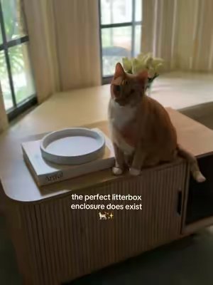 TikTok post by @pepetheorangecat for Vabches. Caption reads: [...] #cats #orangecats #litterbox #enclosure....