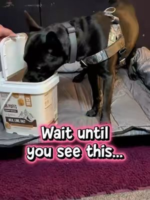 TikTok post by @hybrid_bully for Mighty Paw. Caption reads: [...] immediately reported for duty 😂🐾 @Mighty....