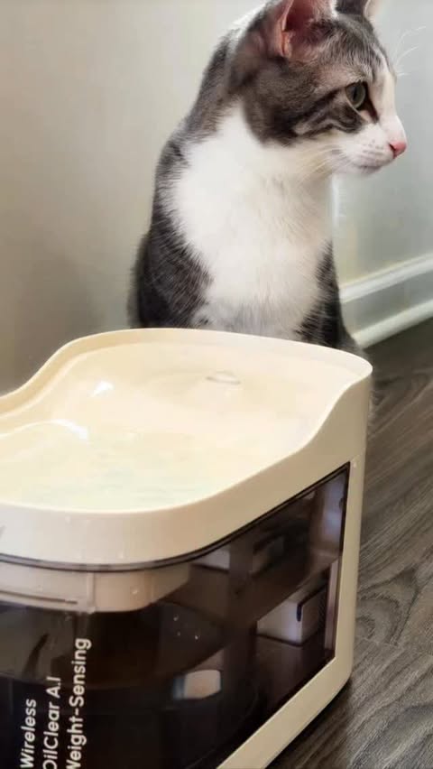 Instagram post by @esma.yucelsat for PetSnowy. Caption reads: [...] monitored — even when I’m not home.....