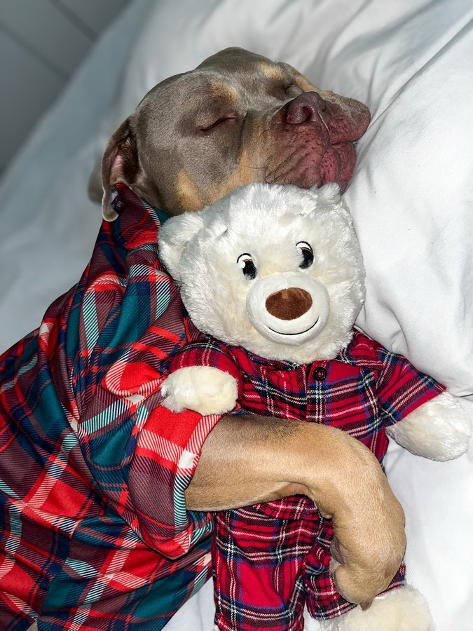 Instagram post by @justgunnerstunner for Spark Paws. Caption reads: They said he was too big to be soft. I think they....