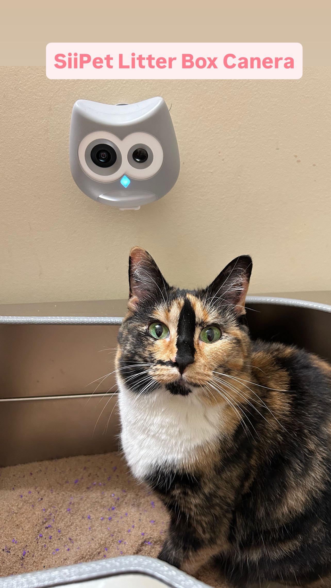 Instagram post by @snickers_the_smiling_cat for Siipet. Caption reads: [...] $10 off code. 

Proudly promoting the SiiPet....