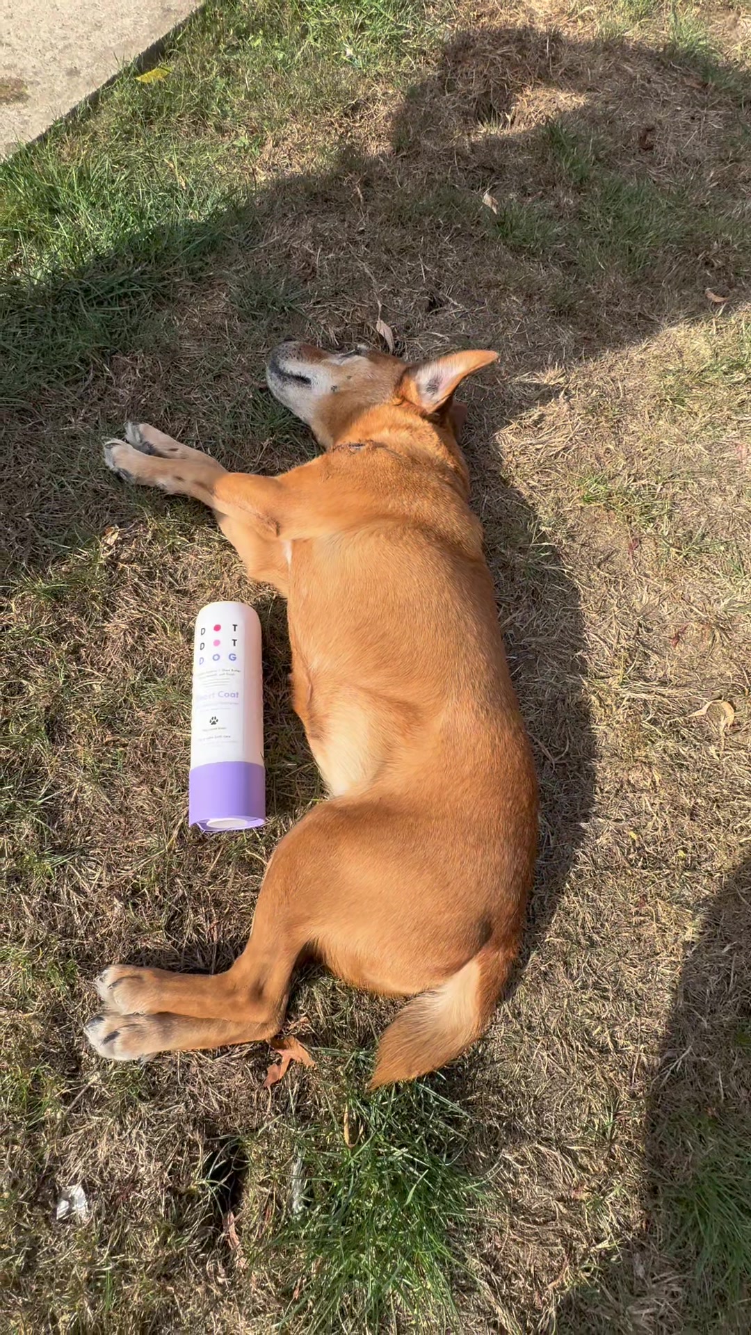 TikTok post by @truerealheartofgold for DotDotPet. Caption reads: Daisymay is an old dog. 15 years old and never has....