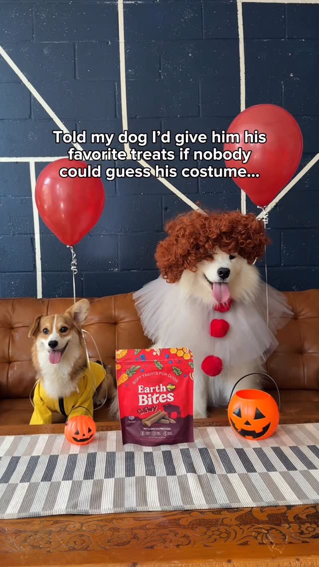 Instagram post by @biffthesamoyed for Earthborn Holistic Pet Food. Caption reads: wrong answers only🤡🎈

Because Biff doesn’t want....