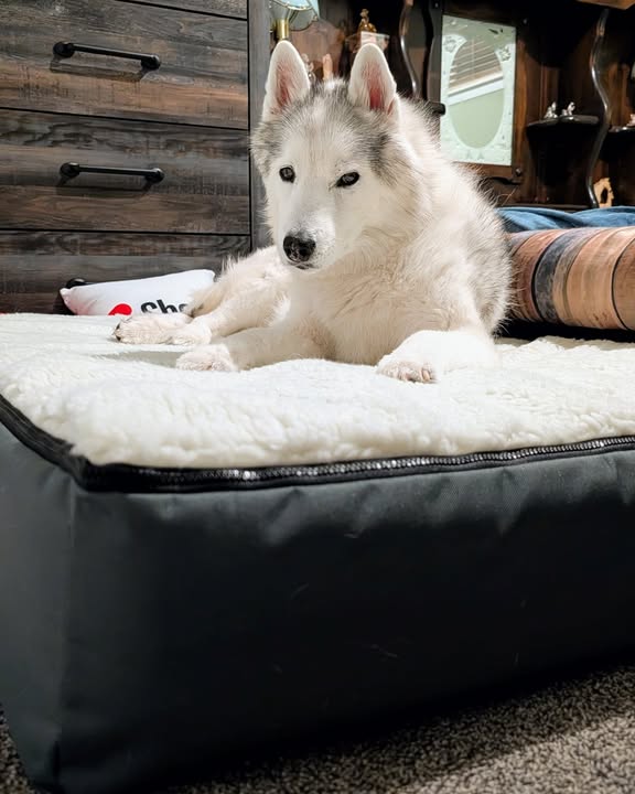 Instagram post by @gonetothesnowdogs for Snoozer Pet Products. Caption reads: Nothing but the best for this girl! (I know, I....