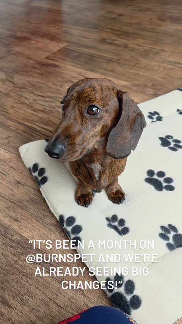 Instagram post by @pink_rose_home for Burns Pet Food. Caption reads: AD/
🐾 Join us on our 3-month journey with....