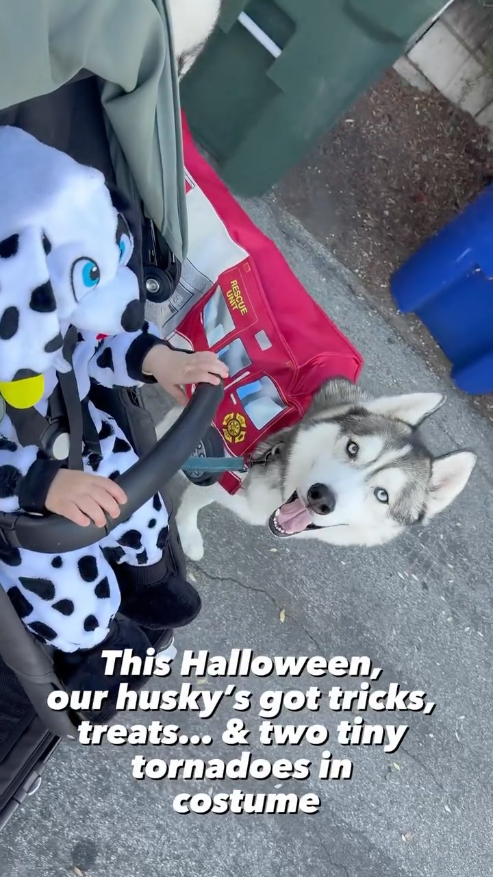 Instagram post by @thathuskytheo for Vetnique. Caption reads: With Halloween excitement in full swing, Theo’s....