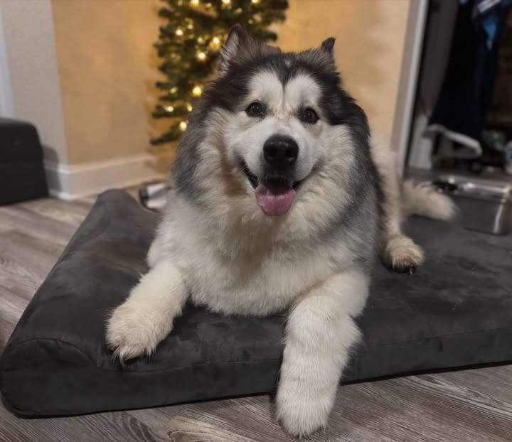 Instagram post by @vader_the_malamute for Big Barker. Caption reads: Dad’s home… and Bane has been extra happy and....