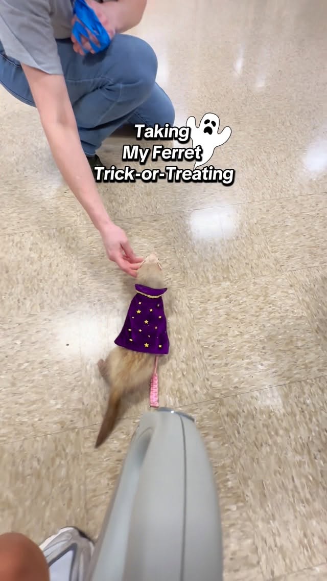 Instagram post by @moonthecinnamonferret for PetSmart. Caption reads: Nala had so much fun at the Trick-or-Treating at....