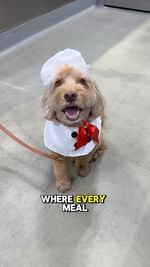 Instagram post by @sampson_the_dood for JustFoodForDogs. Caption reads: Sous Chef Sampson is forever hooked on....
