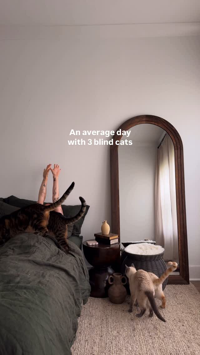 Instagram post by @through.the.lleaves for Chewy. Caption reads: Ever heard of 3 blind mice? Well, I live with 3....