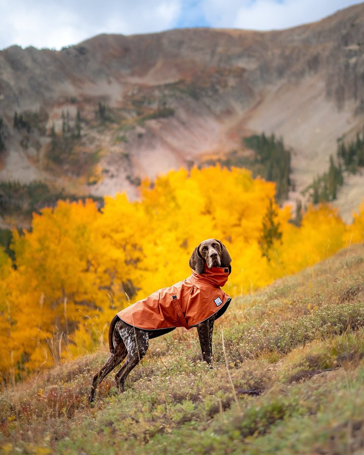 Instagram post by @bison_outdoors for Voyagers K9 Apparel. Caption reads: Pocket full of sunshine ☀️ The prettiest little....