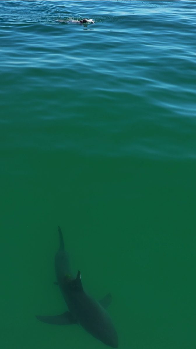 Instagram post by @themalibuartist for Soundstripe. Caption reads: Swimmer approaches great white unknowingly! 
-
It....