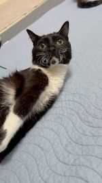 Instagram post by @moana.and.snapple for Bonfire. Caption reads: [...] link in our bio or search for Moana &....