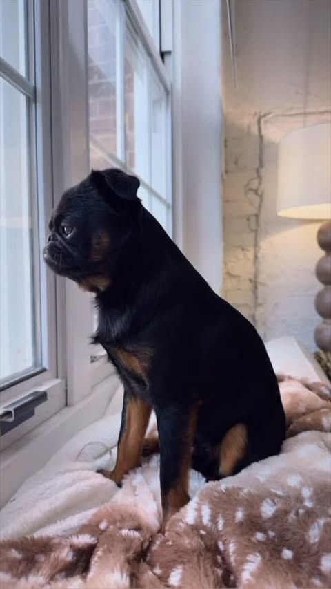 Instagram post by @thisgatherednest for The Farmer's Dog. Caption reads: Stuart is grateful God made @thefarmersdog....