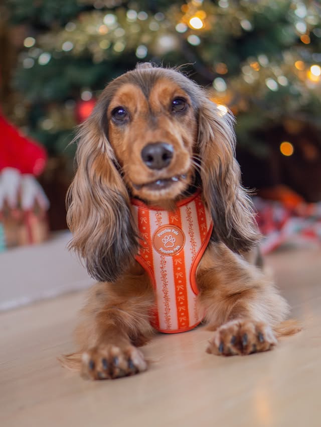 Instagram post by @mabletheshowspaniel for Poochie Pals. Caption reads: Few more Christmas pics to post then normal....