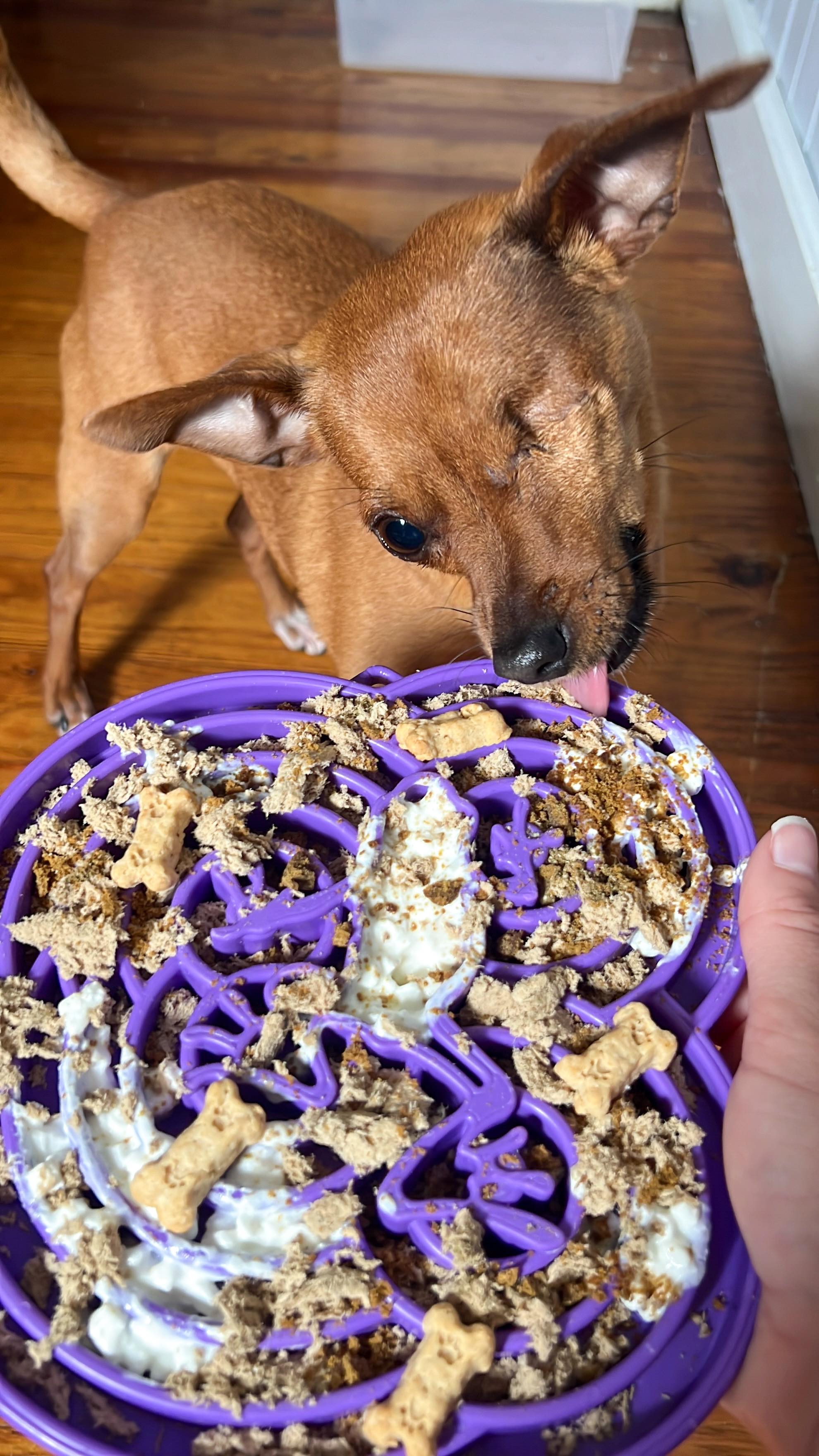 Instagram post by @unothechi for Open Farm Pet. Caption reads: [...] 

If you would like to try @openfarmpet for....