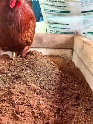 TikTok post by @loveizzynlili for Reliant Pet. Caption reads: [...] sand, peat moss, and finish it with Reliant....