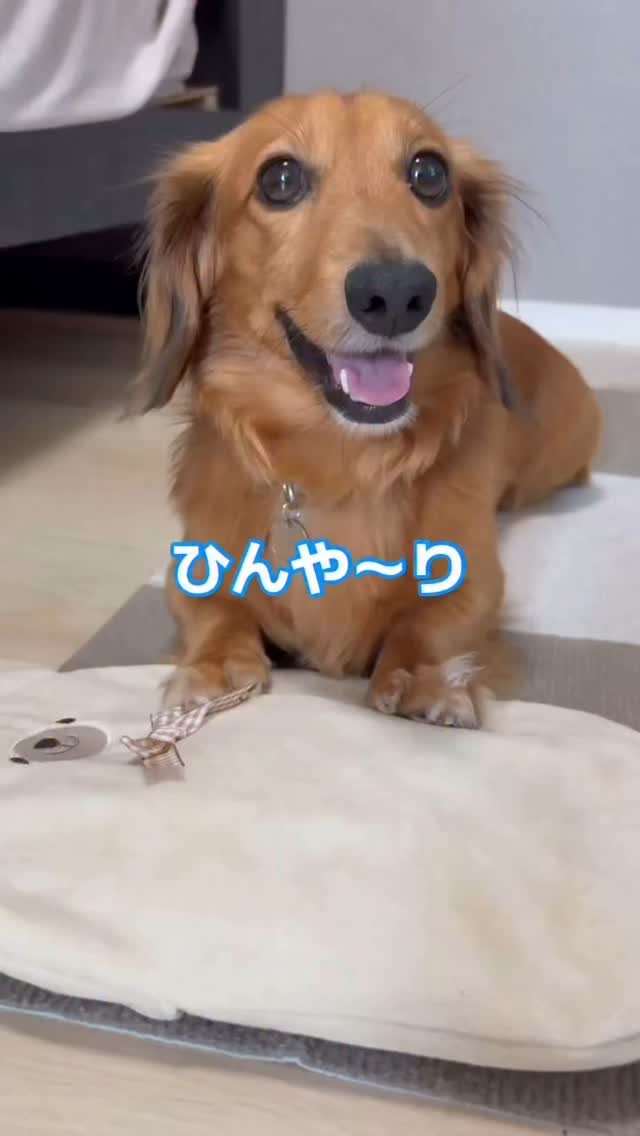 Instagram post by @kanazawa_kuu_sub for Mon Cheri. Caption reads: 毎日暑くてしんどいですよね😓

くうちゃんも暑くてバテバテ

何か対策をしないと！！と思い
@mo....