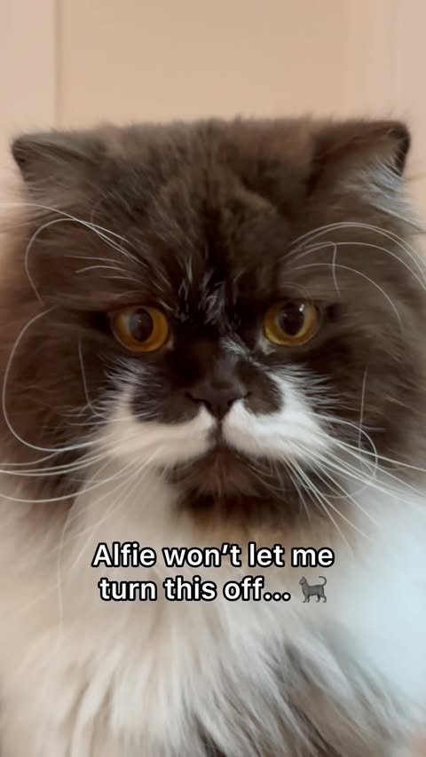 Instagram post by @big.al.fred for Dreame. Caption reads: Say hello to the Dreame AP10 Pet Air Purifier 😻....