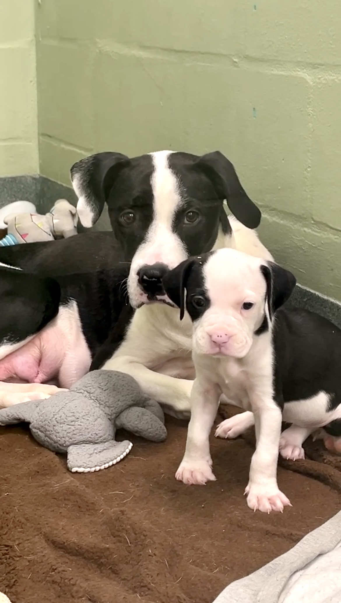 TikTok post by @humanebroward for Tito’s Handmade Vodka. Caption reads: The babies 🥺🙏  When brave mama dogs arrive at....