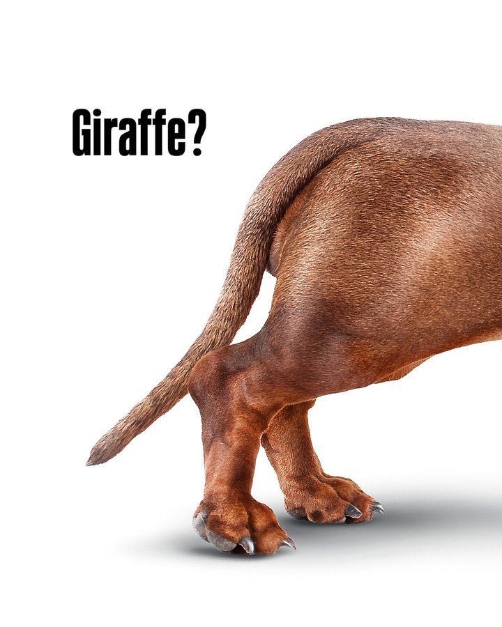 Instagram post by @spielsinn for Adobe Photoshop. Caption reads: Giraffe or Dachshund 
What if this two very....