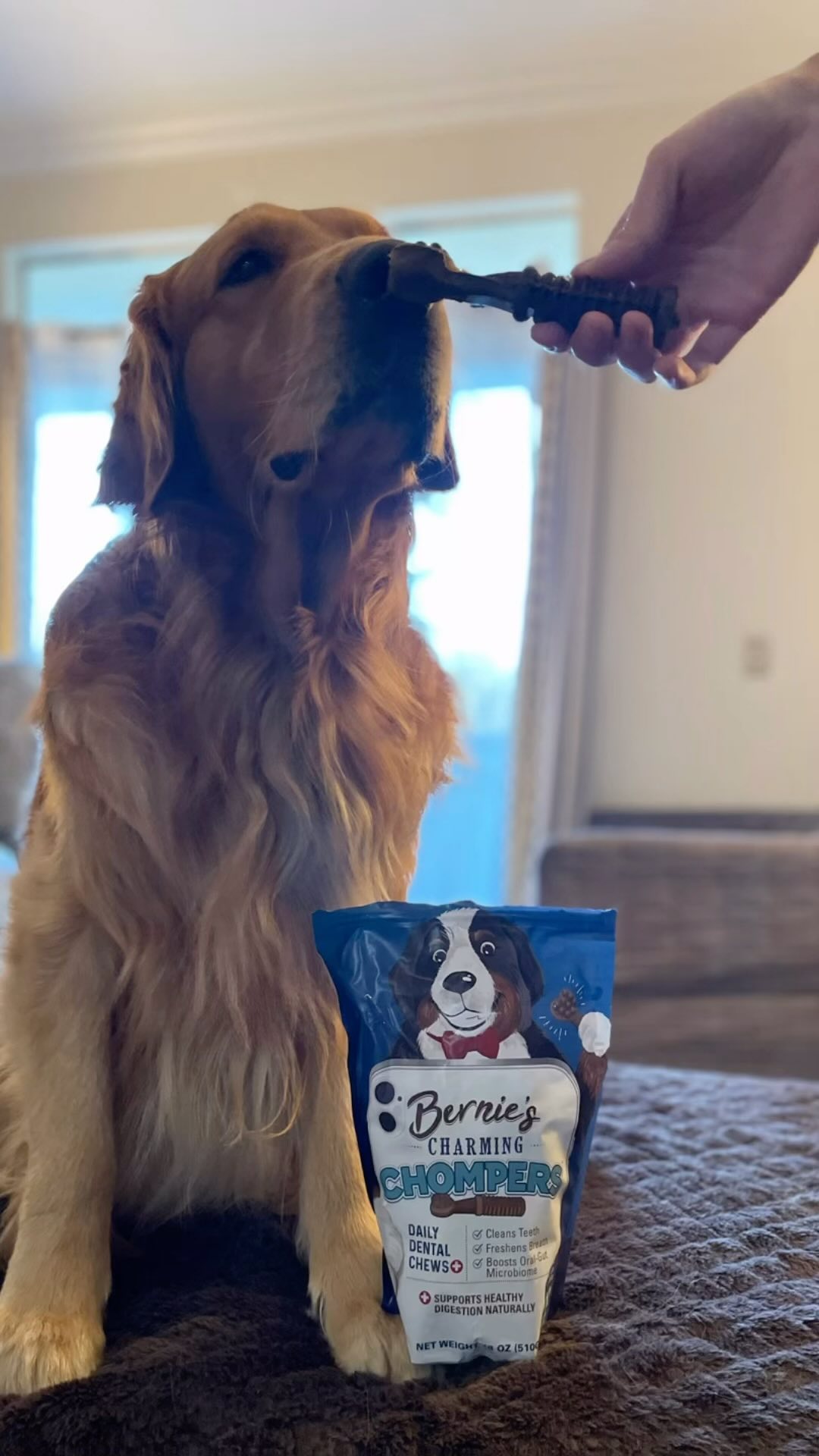 Instagram post by @golden_retriever_tobyboy for Bernie's Best. Caption reads: #ad #gifted....