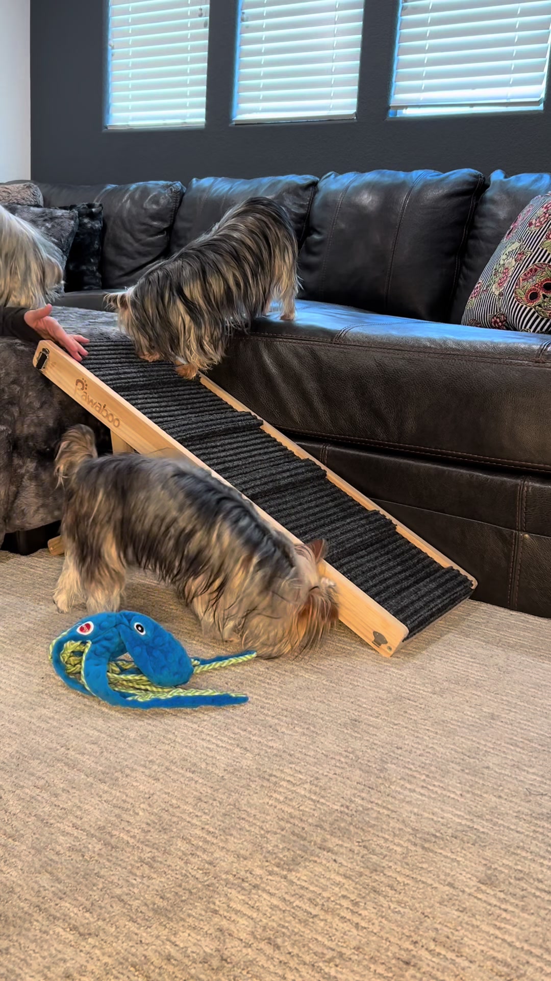 TikTok post by @yorkiesinlasvegas for Pawaboo. Caption reads: [...] your couch or bed with this adjustable....